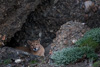 cougar - (puma concolor) puma