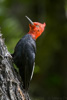 magellanic woodpecker  - (campephilus magellanicus)
