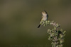 white-crested elaenia  - (fío-fío, elaenia albiceps)