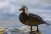 male torrent duck - (merganetta armata) männliche sturzbachente