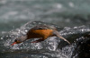 female torrent duck - (merganetta armata) weibliche sturzbachente