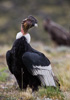 male andean condor - (vultur gryphus)