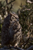 magellanic horned owl  - (bubo magellanicus) magellan-uhu