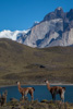 guanacos in front of torres - (lama guanicoe) guanako