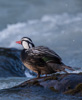 male torrent duck  - (merganetta armata) sturzbachente