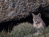 cougar - (puma concolor) puma