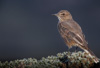 black-billed shrike-tyrant - (agriornis montana) schwarzschnabel hakentyrann, mero gaucho