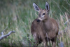 huemul - (hippocamelus bisulcus) südandenhirsch