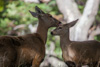 huemul mum and child - (hippocamelus bisulcus) südandenhirsch