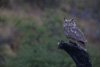 magellanic horned owl in the rain - (bubo magellanicus) magellan-Uhu, tucúquere