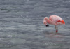 chilean flamingo - (phoenicopterus chilensis), chileflamingo, flamenco chileno