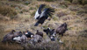 andean condors at a guanaco carcass - (vultur gryphus) andenkondor, cóndor