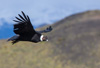 flying andean aondors - (vultur gryphus) andenkondor, cóndor