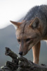andean fox - (lycalopex culpaeus) andenschakal, culpeo