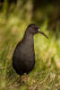 plumbeous rail  - (pardirallus sanguinolentus) grauralle