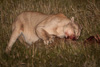 cougar at night with guanaco-carcass - (puma concolor) puma