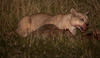 cougar at night with guanaco-carcass - (puma concolor) puma