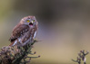 austral pygmy-owl - (glaucidium nanum) patagonien-sperlingskauz, chuncho