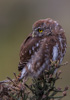 austral pygmy-owl - (glaucidium nanum) patagonien-sperlingskauz, chuncho