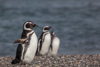 magellanic penguin - (spheniscus magellanicus) magellanpinguin