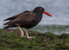 american black oystercatcher - (haematopus bachmani) klippen-austernfischer, ostrero negro americano