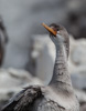 juvenile red-footed shag - (phalacrocorax gaimardi) buntscharbe, cormorán gris