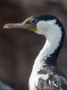 imperial shag - (cometocino patagónico) blauaugenscharbe, cormorán imperial