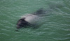 commerson's dolphin  - (cephalorhynchus commersonii) commerson-delfin