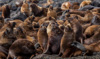 male south-american sea lions - (otaria flavescens) mähnenrobbe, lobo marino sudamericano