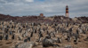 magellanic penguins on penguin island, argentina - (spheniscus magellanicus) magellanpinguin