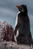 rockhopper penguin - (eudyptes chrysocome) felsenpinguin, pingüino de penacho amarillo