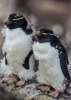 molting rockhopper penguins - (eudyptes chrysocome) felsenpinguine in der mauser, pingüino de penacho amarillo