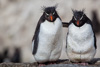 rockhopper penguins - (eudyptes chrysocome) felsenpinguin, pingüino de penacho amarillo