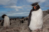 rockhopper penguin - (eudyptes chrysocome) felsenpinguin, pingüino de penacho amarillo