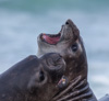 young male elephant seal - (mirounga leonina) südlicher see-elefant, elefante marino del sur