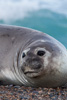 elephant seal - (mirounga leonina) südlicher see-elefant, elefante marino del sur
