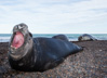 male elephant seal - (mirounga leonina) südlicher see-elefant, elefante marino del sur