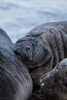 male elephant seal - (mirounga leonina) südlicher see-elefant, elefante marino del sur