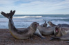 fighting young male elephant seals - (mirounga leonina) südlicher see-elefant, elefante marino del sur