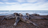 elephant seals - (mirounga leonina) südlicher see-elefant, elefante marino del sur