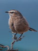 patagonian mockingbird - (mimus patagonicus) rostflanken-spottdrossel, tenca patagonica