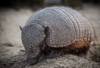 armadillo - (zaedyus pichiy) zwerggürteltier, piche