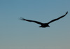 turkey vulture - (cathartes aura jota) truthahngeier, aura común