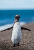 magellanic penguin - (spheniscus magellanicus) magellanpinguin