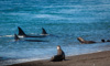 orca preparing for attack, two calfs watching - (orcinus orca) weiblicher Großer schwertwal vor dem Angriff, orca