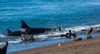 orca mum attacking, orca calf watching - (orcinus orca) weiblicher großer schwertwal, orca