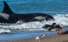 female orca catching a sea lion puppy - (orcinus orca) weiblicher großer schwertwal mit erjagtem seelöwen