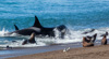 female orca catching a sea lion puppy - (orcinus orca) weiblicher großer schwertwal