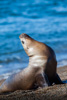 female south-american sea lion - (otaria flavescens) mähnenrobbe, lobo marino sudamericano
