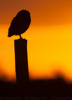 burrowing owl - (athene cunicularia cunicuaria) kaninchen-eule, pequén